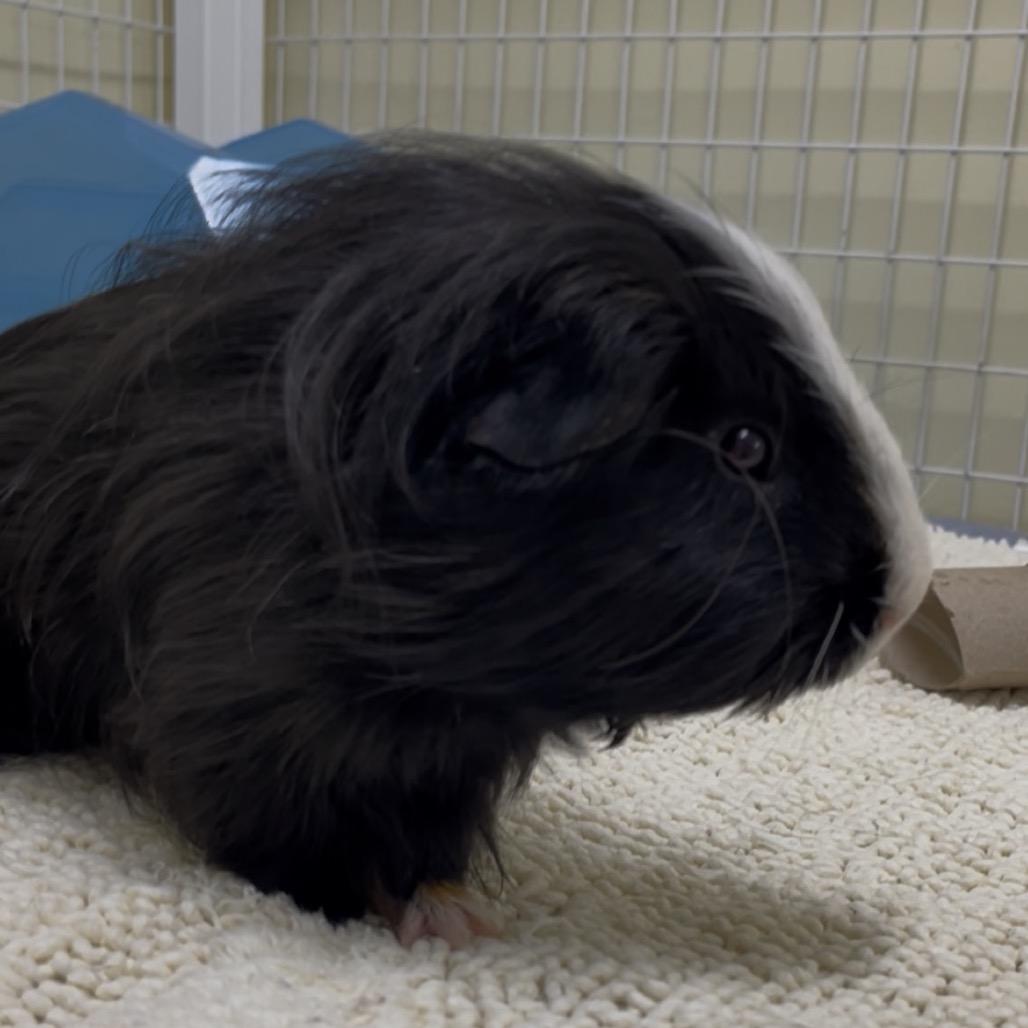 Little Baby, a Adoptable mixed breed in Clearwater, FL image 2/5