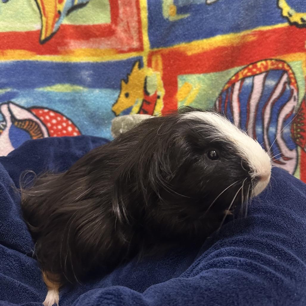 Little Baby, a Adoptable mixed breed in Clearwater, FL image 2/2