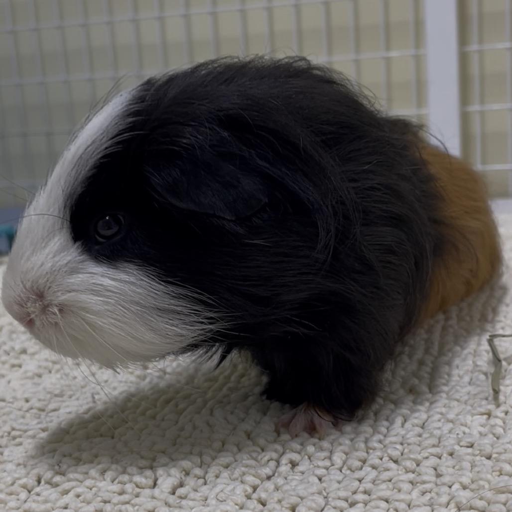 Little Baby, a Adoptable mixed breed in Clearwater, FL image 4/5