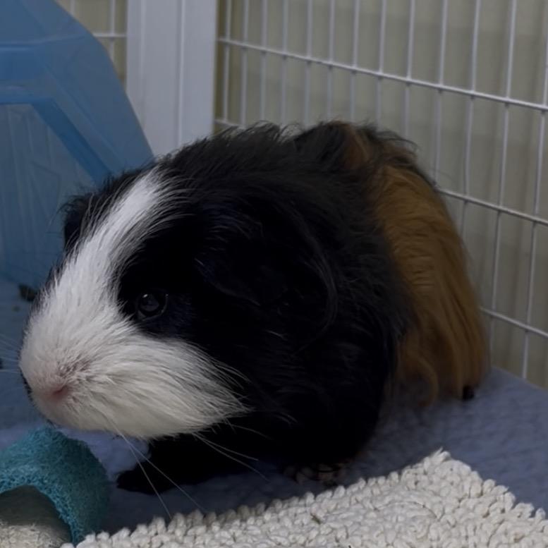 Little Baby, a Adoptable mixed breed in Clearwater, FL image 5/5