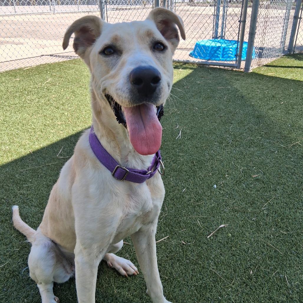 Enlarge HoneyBun, a Adoptable Mixed Breed in Galveston, TX image 2/6