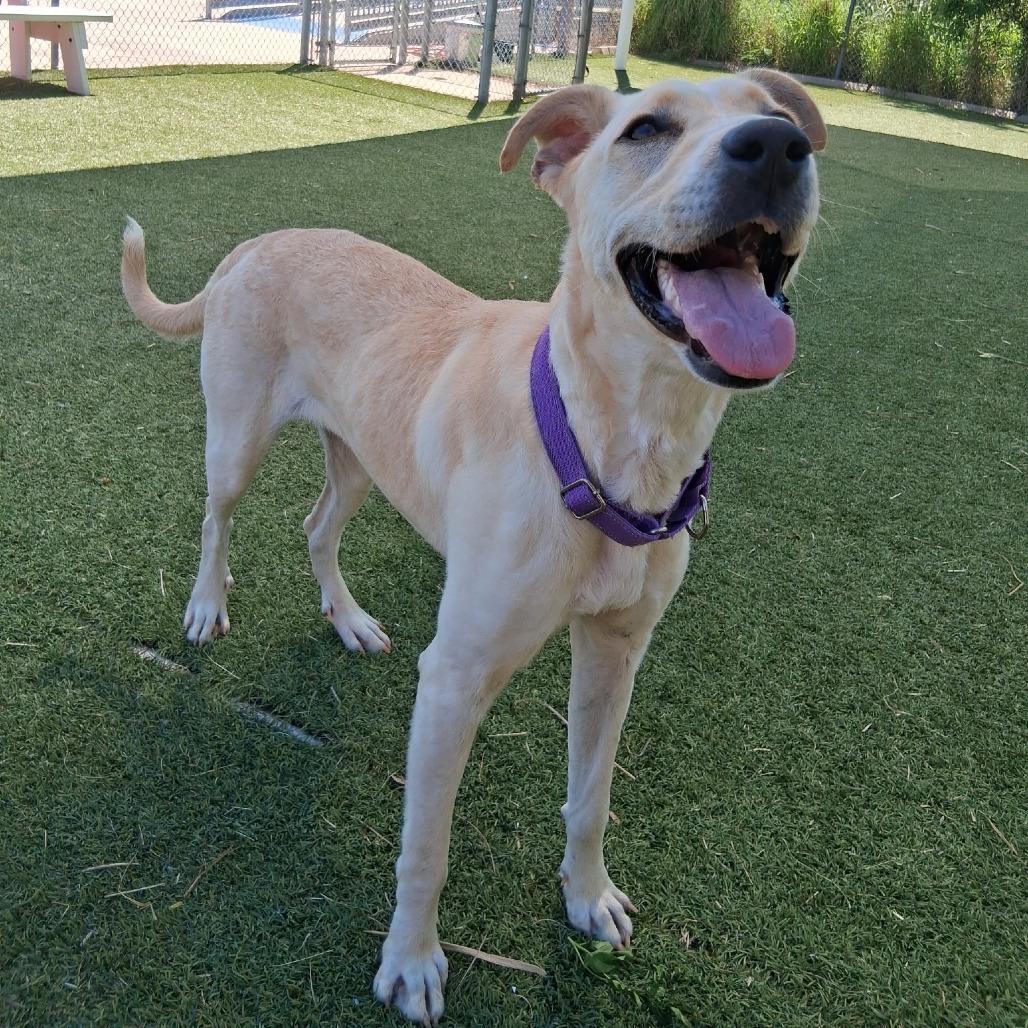 Enlarge HoneyBun, a Adoptable Mixed Breed in Galveston, TX image 3/6