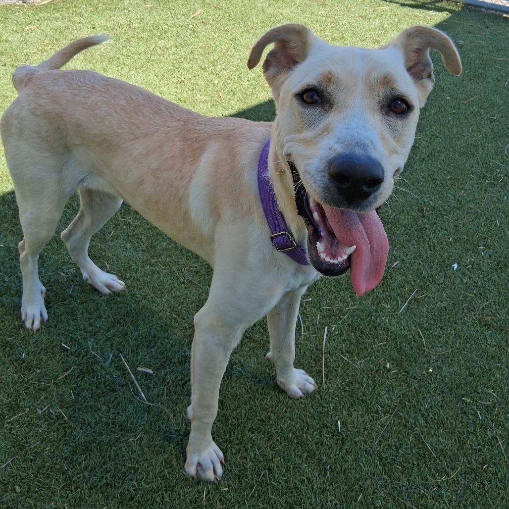 Enlarge HoneyBun, a Adoptable Mixed Breed in Galveston, TX image 4/6