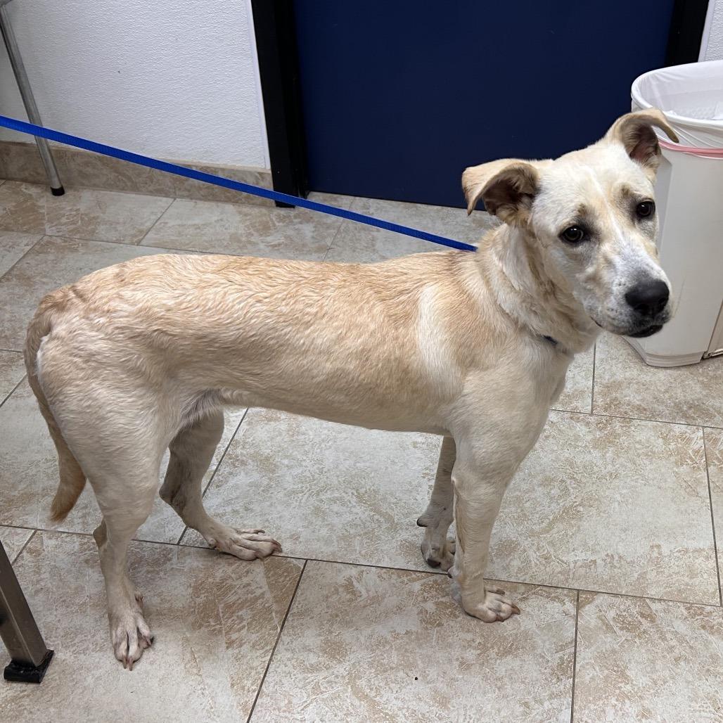 Enlarge HoneyBun, a Adoptable Mixed Breed in Galveston, TX image 5/6