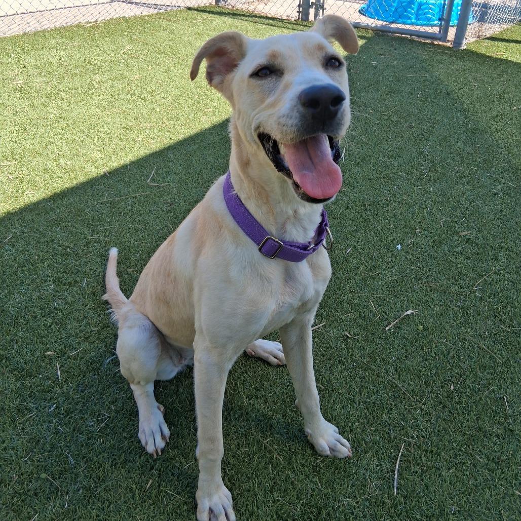 Enlarge HoneyBun, a Adoptable Mixed Breed in Galveston, TX image 6/6