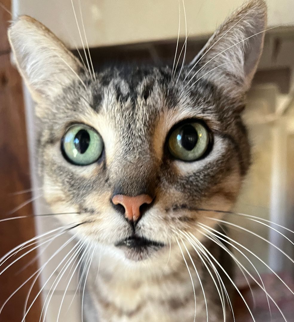 Skipper, a Adoptable Domestic Short Hair in Redondo Beach, CA image 1/6