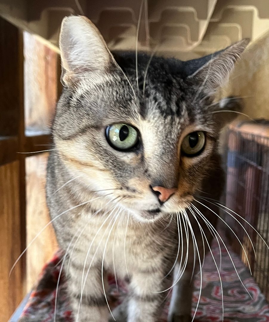 Skipper, a Adoptable Domestic Short Hair in Redondo Beach, CA image 2/6