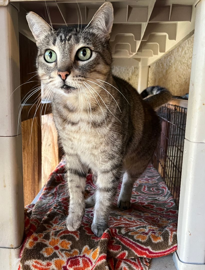 Skipper, a Adoptable Domestic Short Hair in Redondo Beach, CA image 3/6