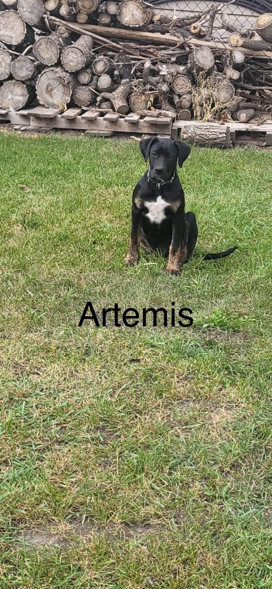 Artemis