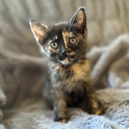 Lizzie, Adoptable, Kitten Female Domestic Short Hair.
