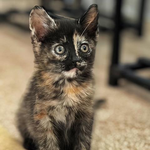 Lizzie, a Adoptable Domestic Short Hair in Sunnyvale, CA image 2/3