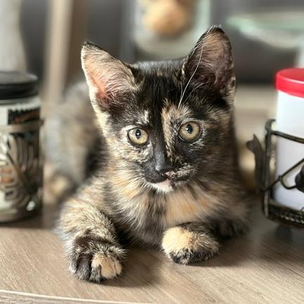 Lizzie, a Adoptable Domestic Short Hair in Sunnyvale, CA image 3/3
