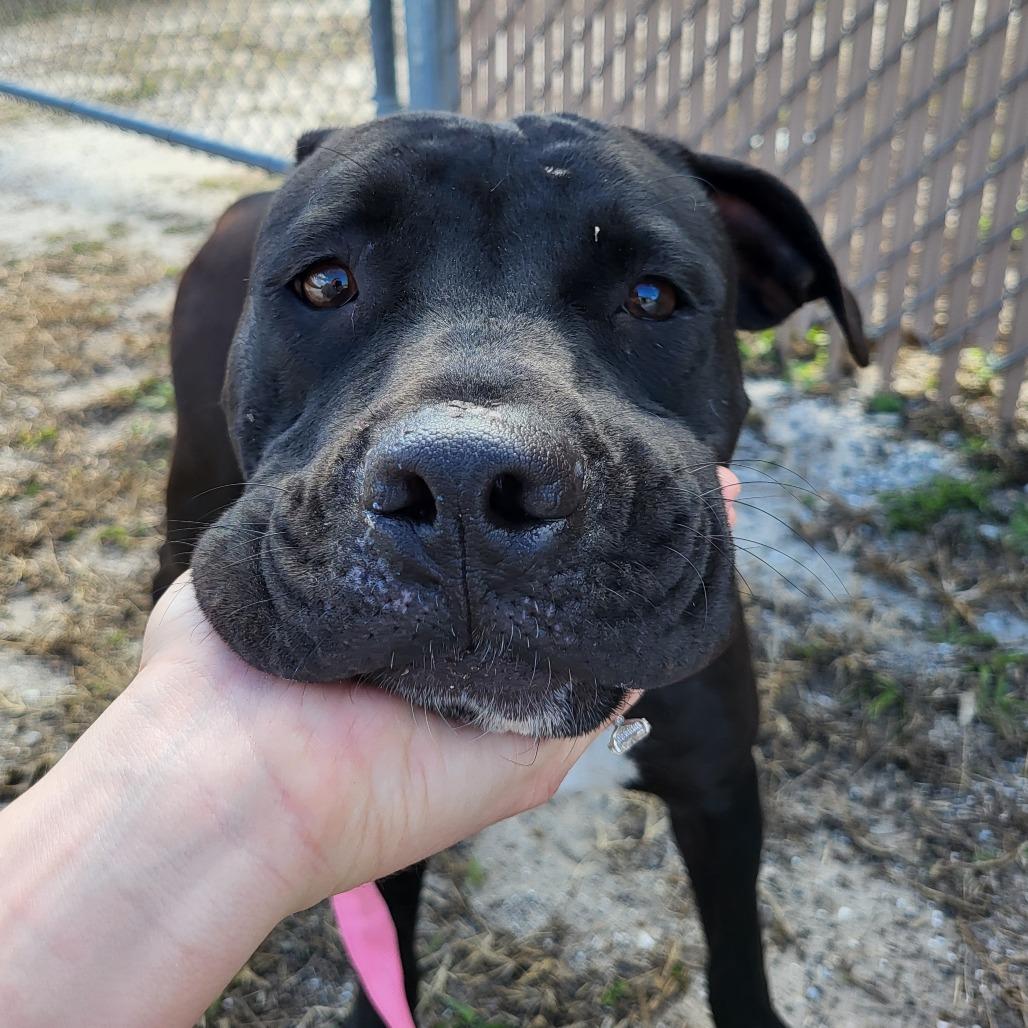 Enlarge Faye, a Adoptable American Staffordshire Terrier in Lake Panasoffkee, FL image 1/6
