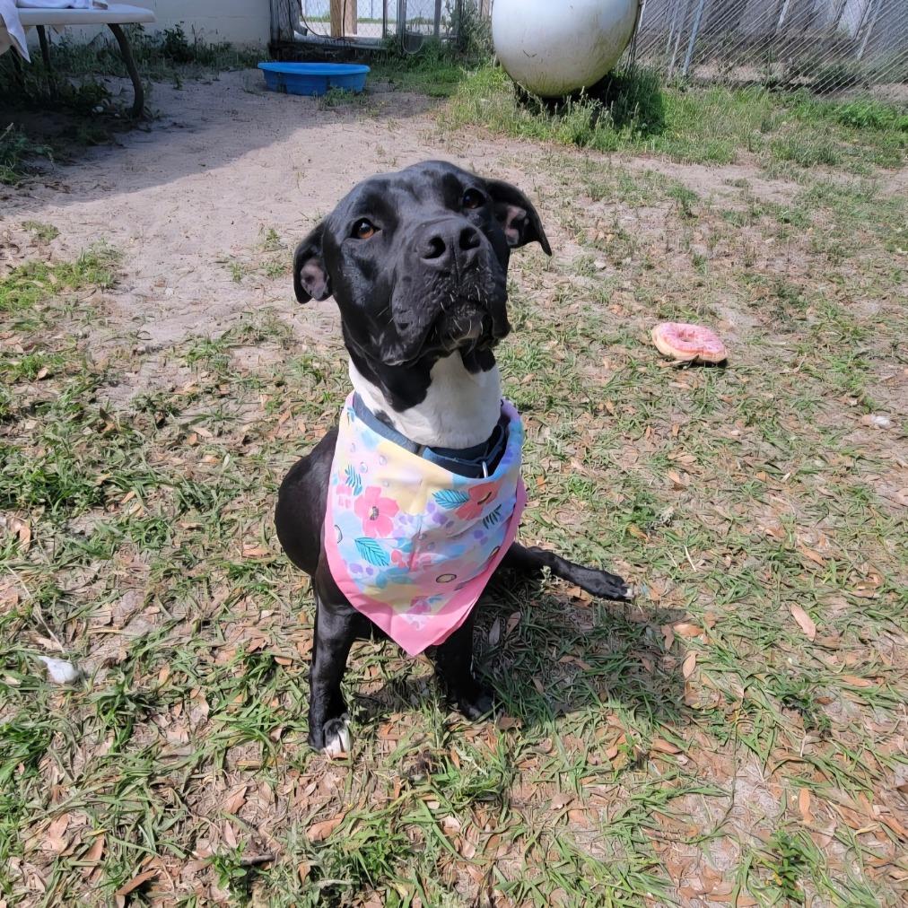 Enlarge Faye, a Adoptable American Staffordshire Terrier in Lake Panasoffkee, FL image 2/6