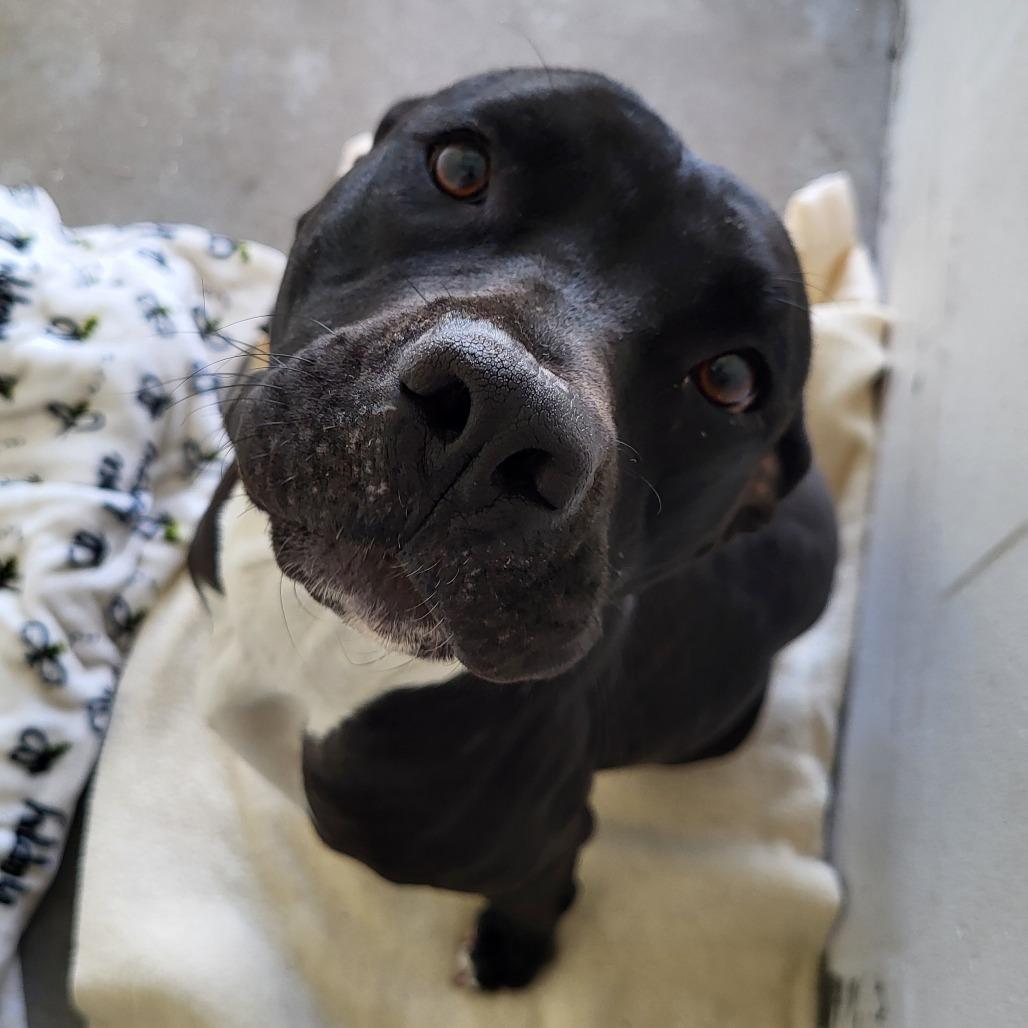 Enlarge Faye, a Adoptable American Staffordshire Terrier in Lake Panasoffkee, FL image 3/6