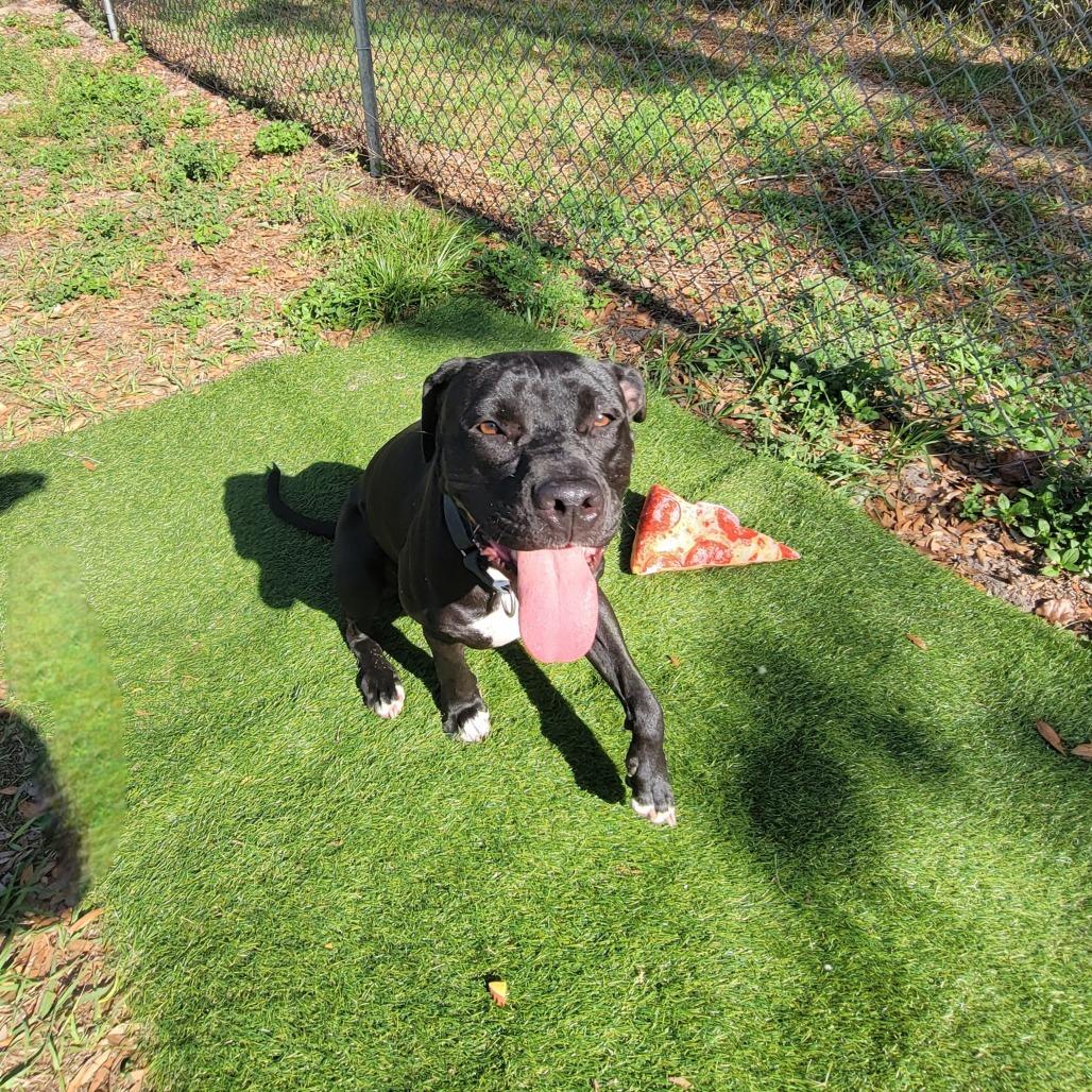 Enlarge Faye, a Adoptable American Staffordshire Terrier in Lake Panasoffkee, FL image 4/6