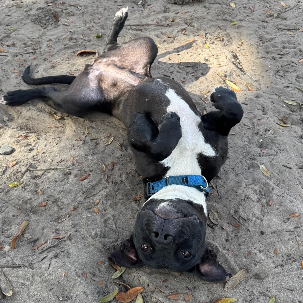 Enlarge Faye, a Adoptable American Staffordshire Terrier in Lake Panasoffkee, FL image 5/6