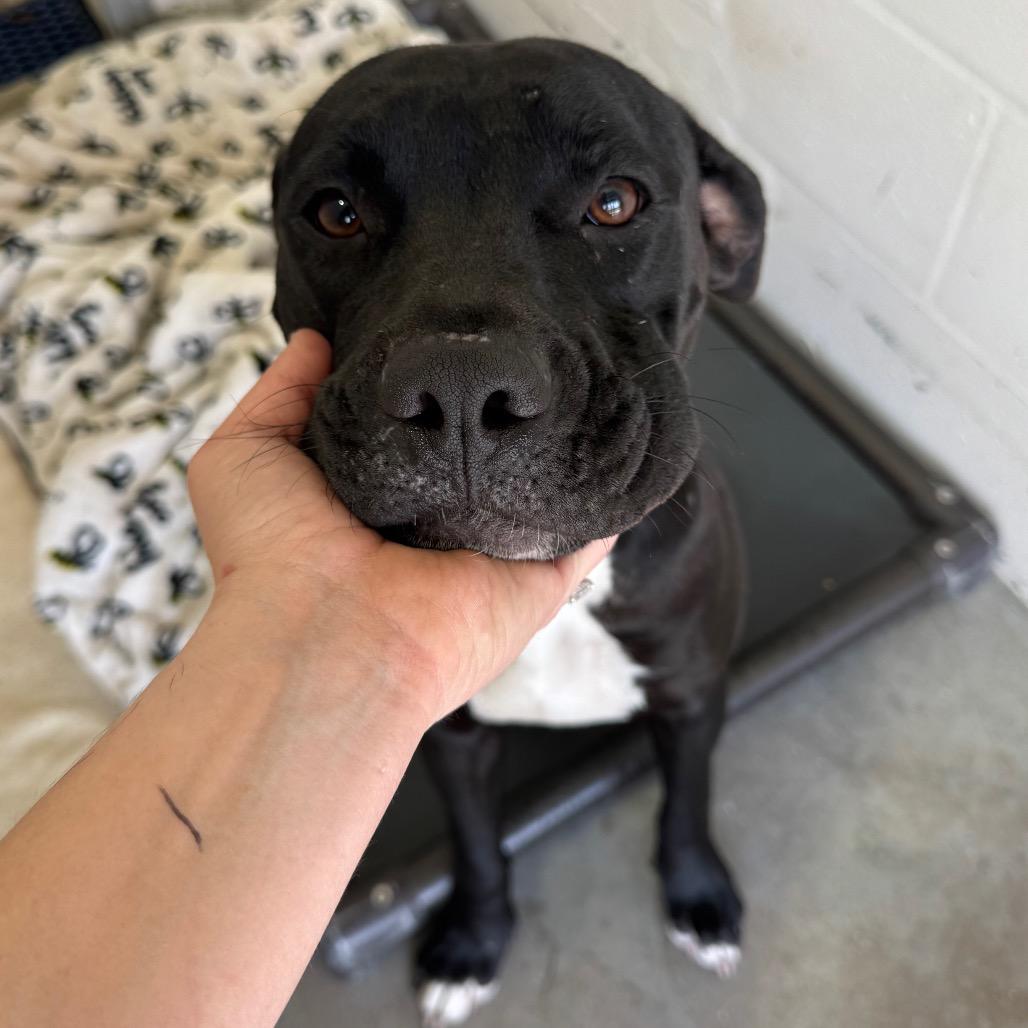 Enlarge Faye, a Adoptable American Staffordshire Terrier in Lake Panasoffkee, FL image 6/6