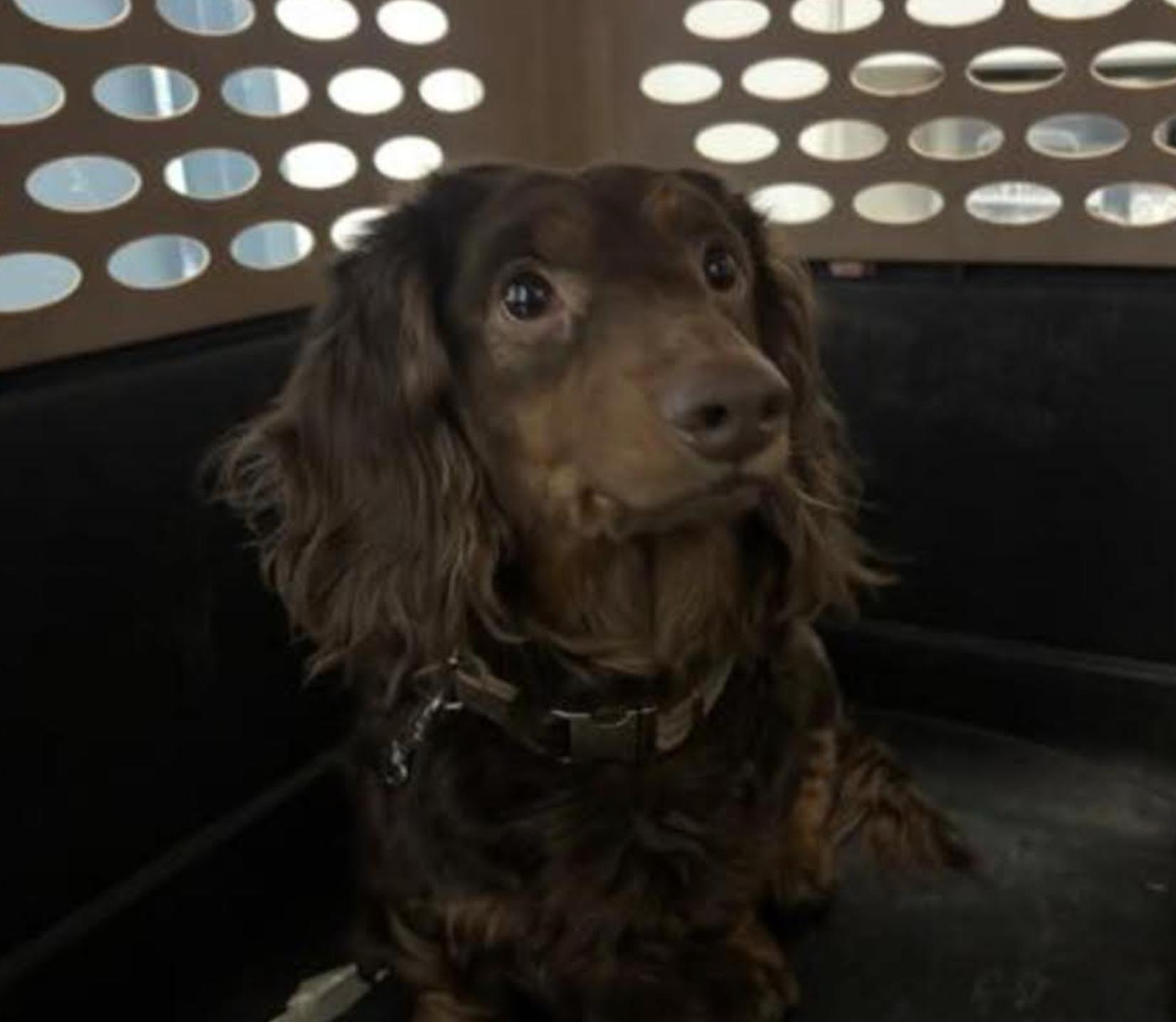 Brodie , adopted, Adult Male Dachshund (Long Haired) & Dachshund.