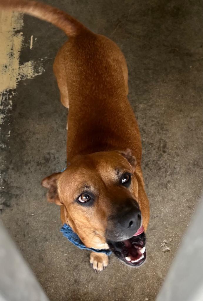 Meatball (Cell Dog), Adoptable, Adult Male Redbone Coonhound.