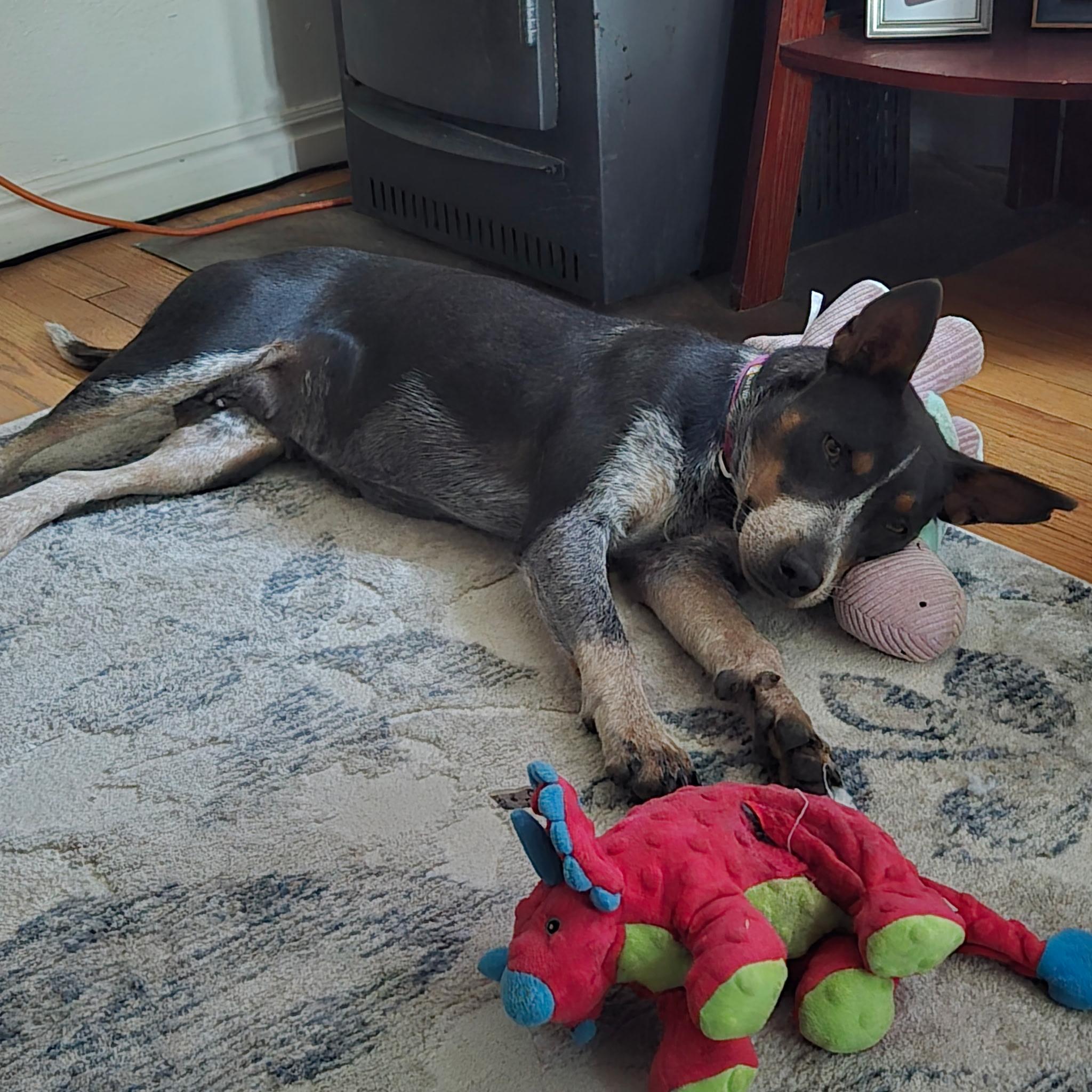 Enlarge Maxine, a Adoptable mixed breed in Flagstaff, AZ image 1/3
