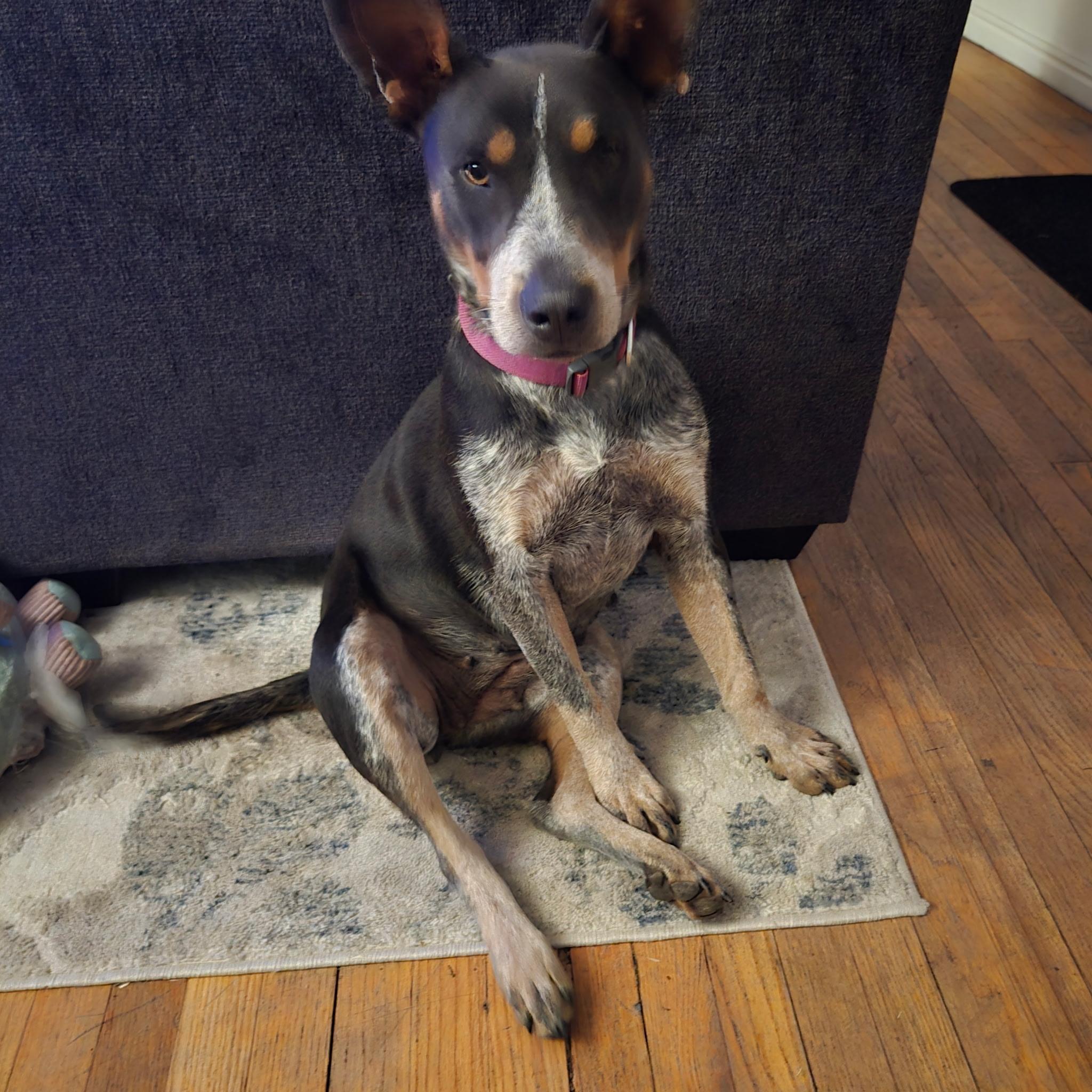 Enlarge Maxine, a Adoptable mixed breed in Flagstaff, AZ image 2/3
