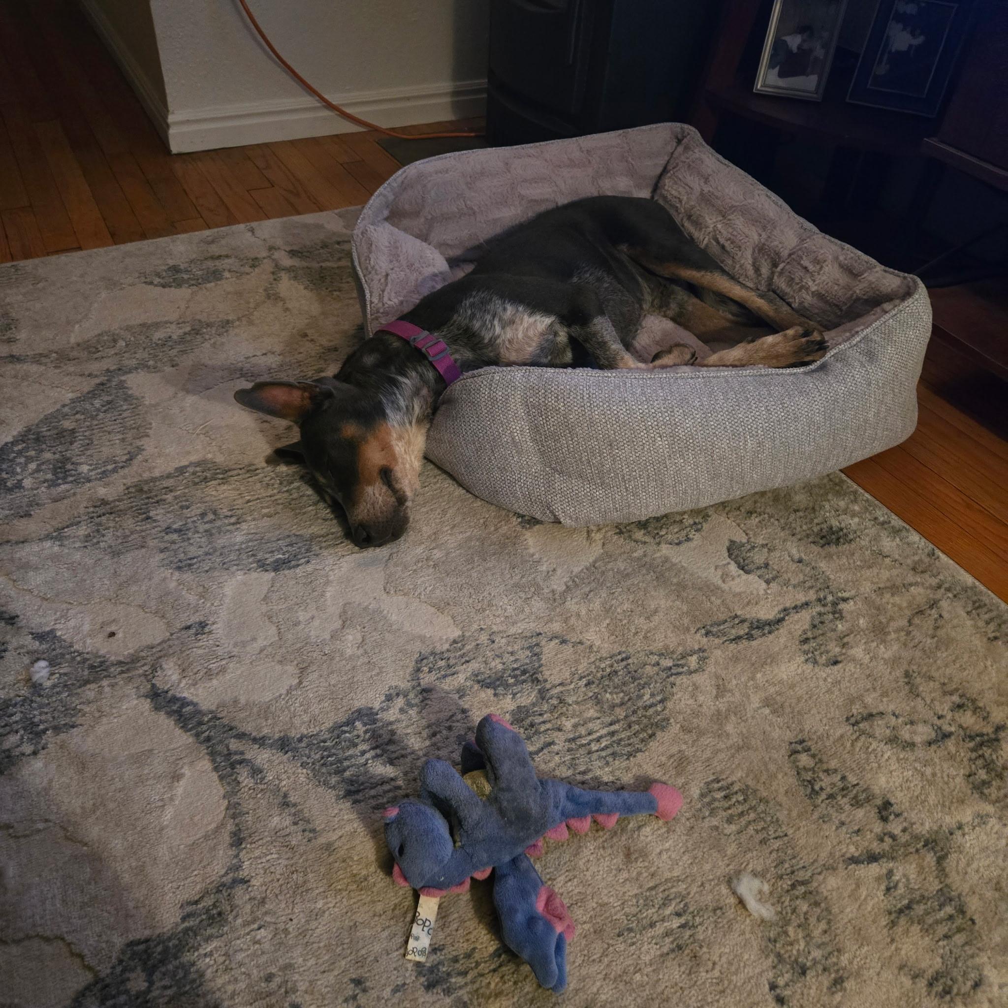 Enlarge Maxine, a Adoptable mixed breed in Flagstaff, AZ image 3/3