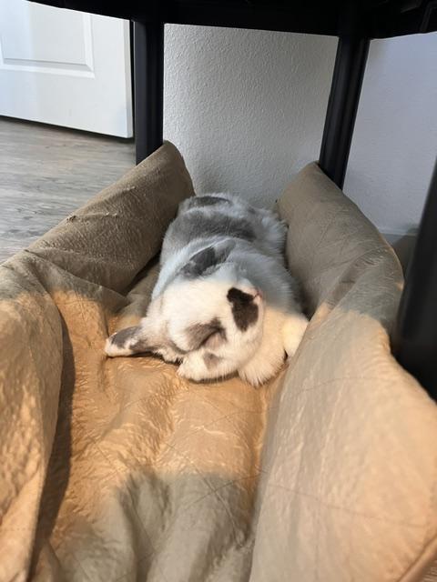 Enlarge Bun OHare, an adopted Holland Lop in Albuquerque, NM image 3/3