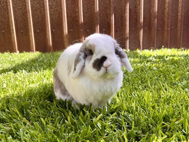 Bun OHare, adopted, Senior Male Holland Lop.