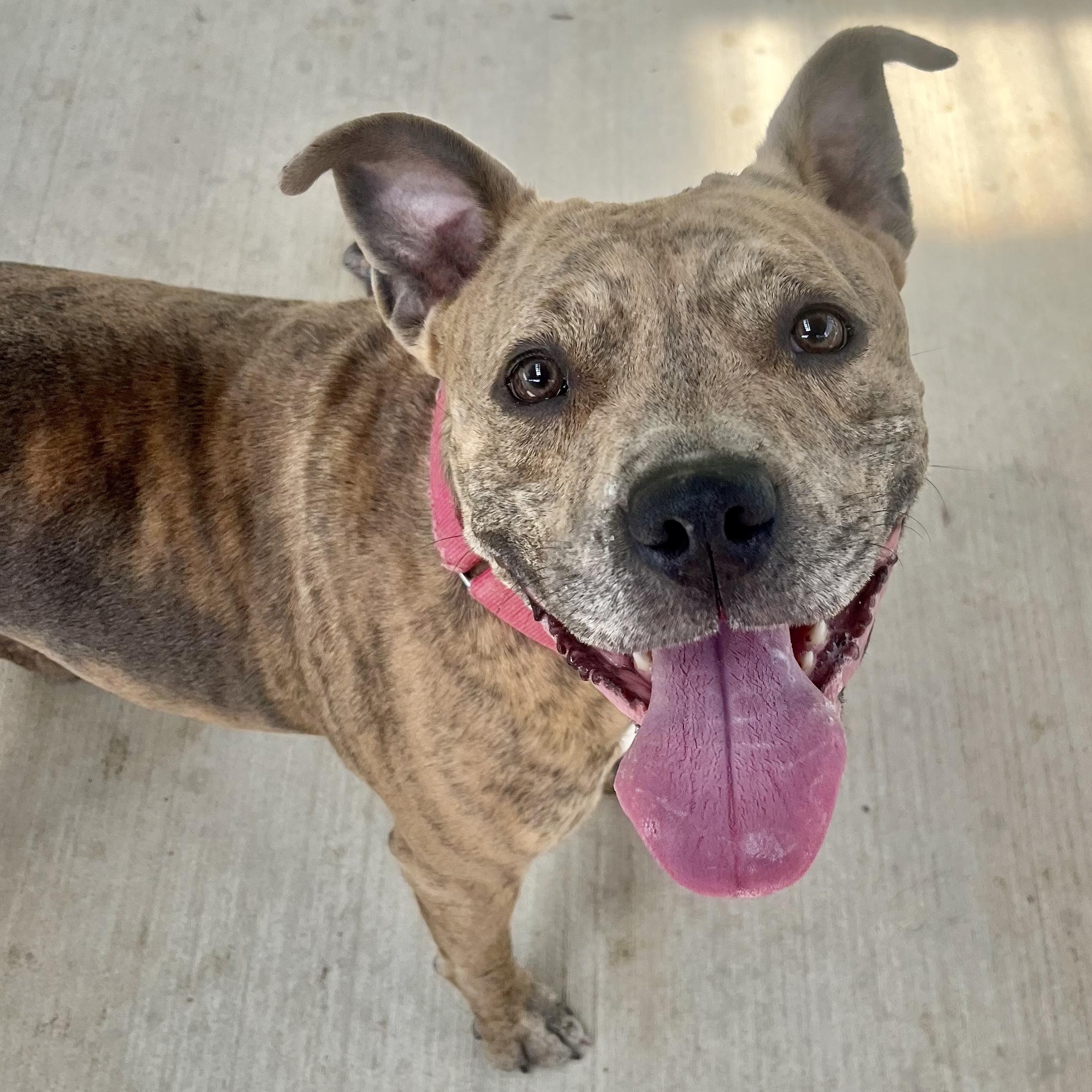 Dog for adoption Blueberry, an American Staffordshire Terrier Mix in