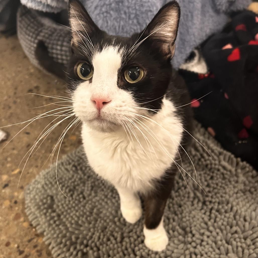 Kenji, Adoptable, Senior Male Domestic Short Hair.