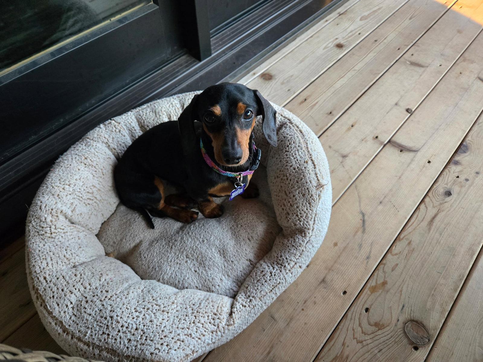 Frank, Adoptable, Adult Male Dachshund.