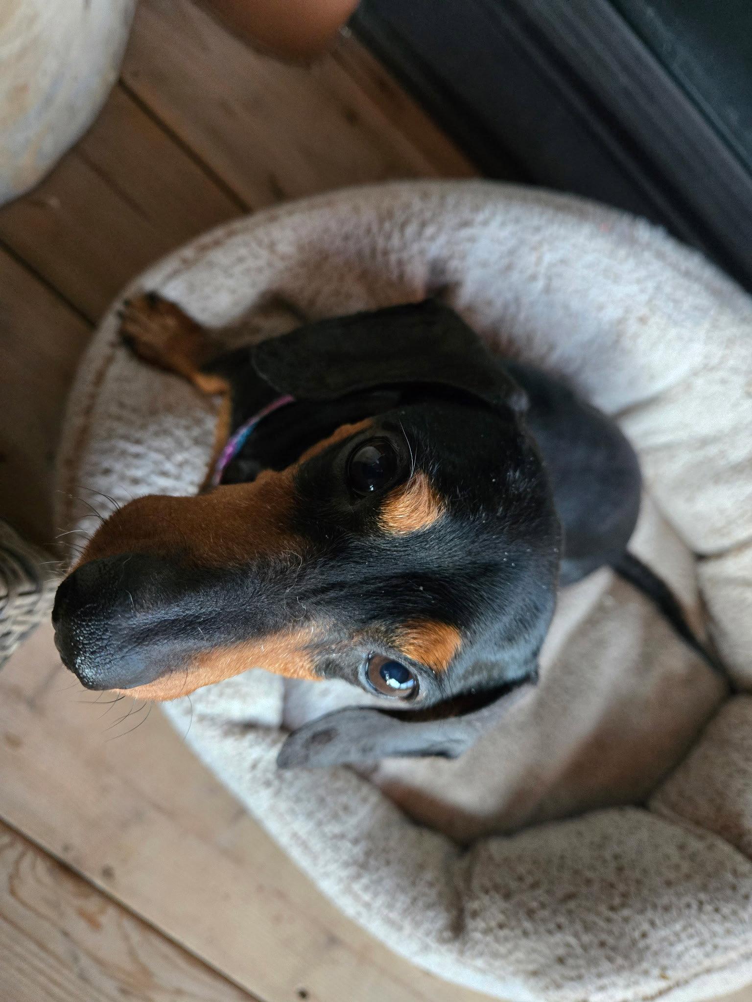 Frank, a Adoptable Dachshund in Sioux Falls, SD image 2/2