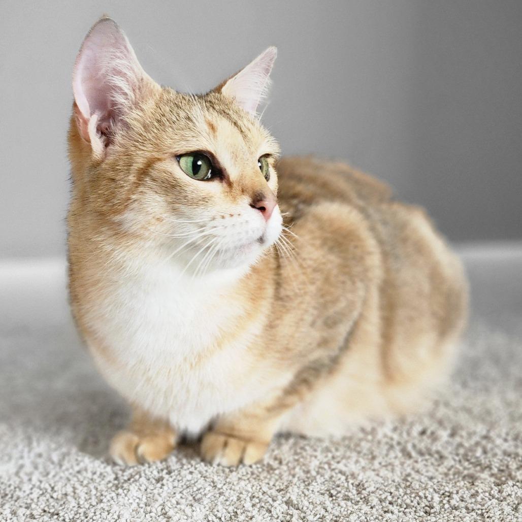 Miley, Adoptable, Adult Female Domestic Short Hair.