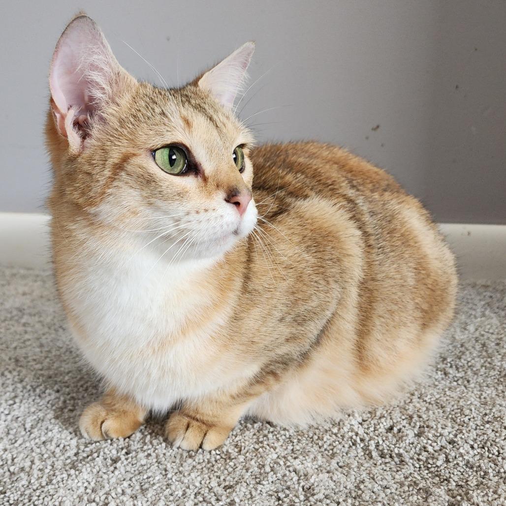 Enlarge Miley, a Adoptable Domestic Short Hair in Centerville, TN image 2/3