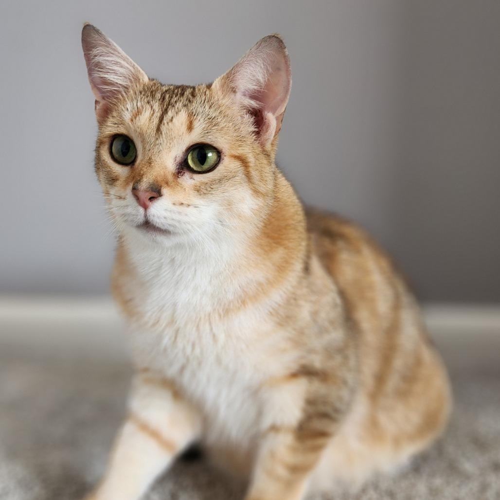 Enlarge Miley, a Adoptable Domestic Short Hair in Centerville, TN image 3/3