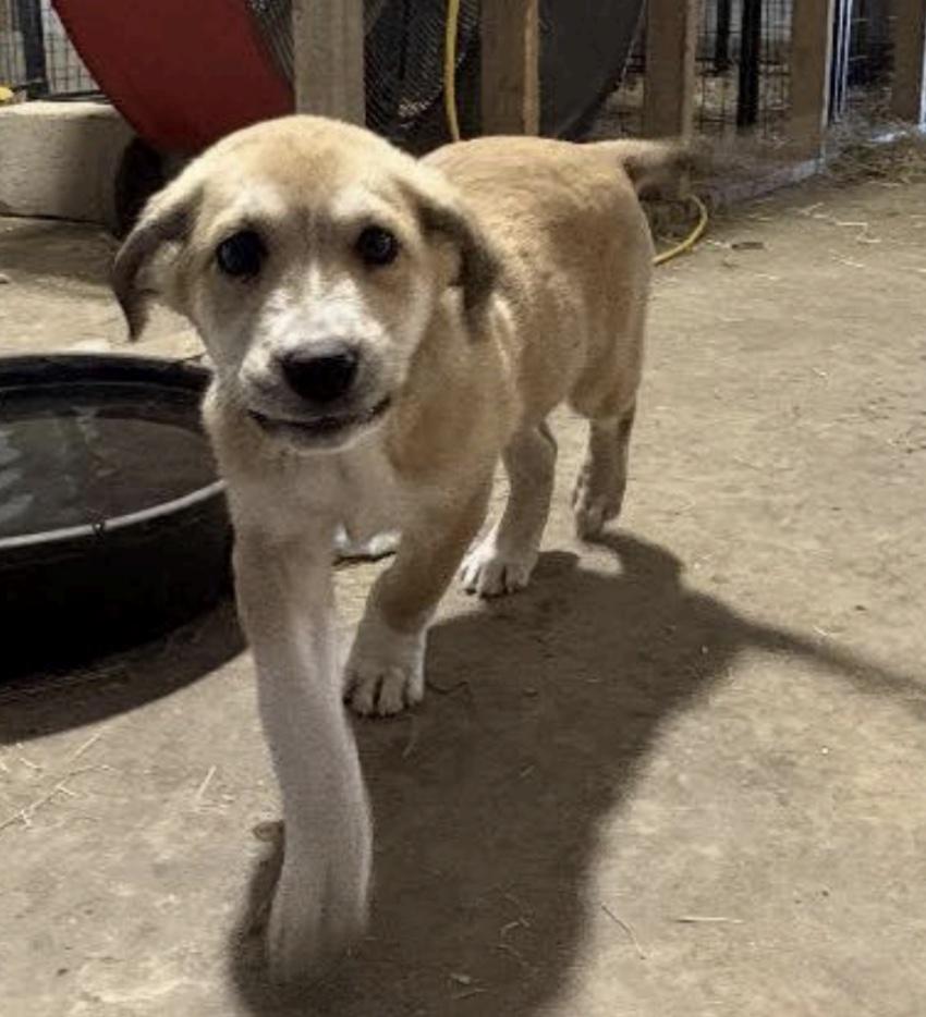 Enlarge Huck *Approved Adopter*, a ADOPTABLE mixed breed in Cedarburg, WI image 2/2