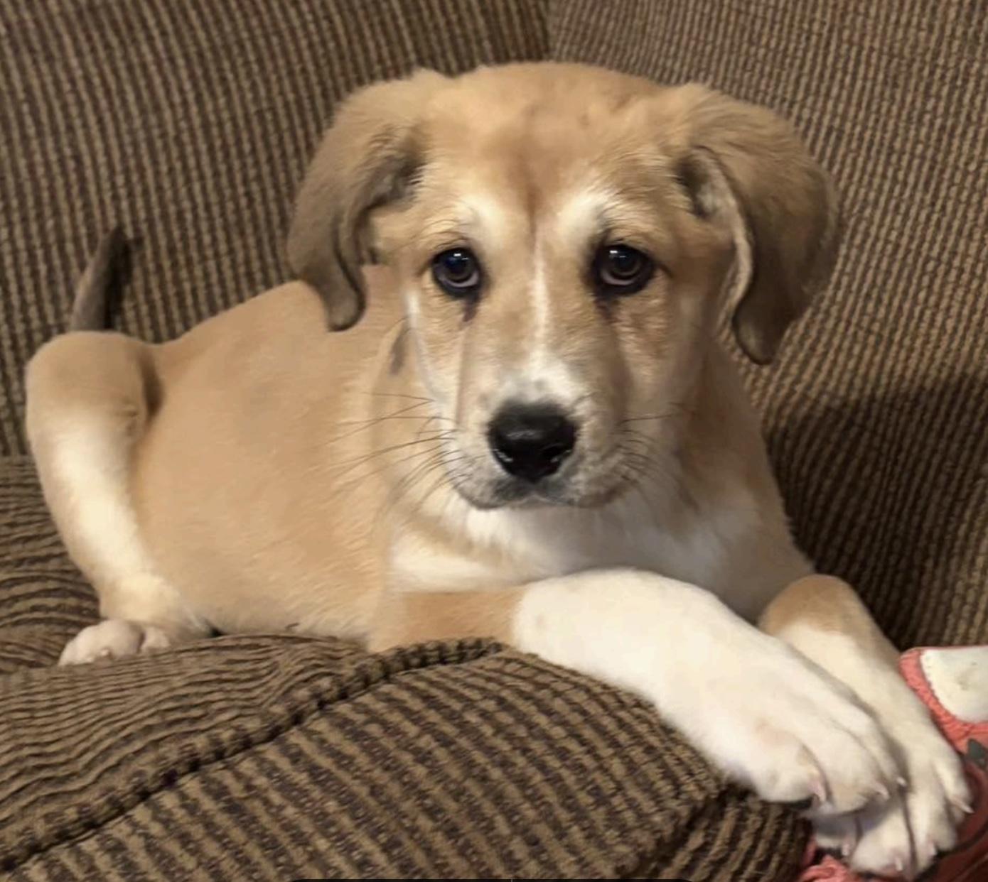 Huck *Approved Adopter*, ADOPTABLE, Puppy Male Labrador Retriever & Collie.