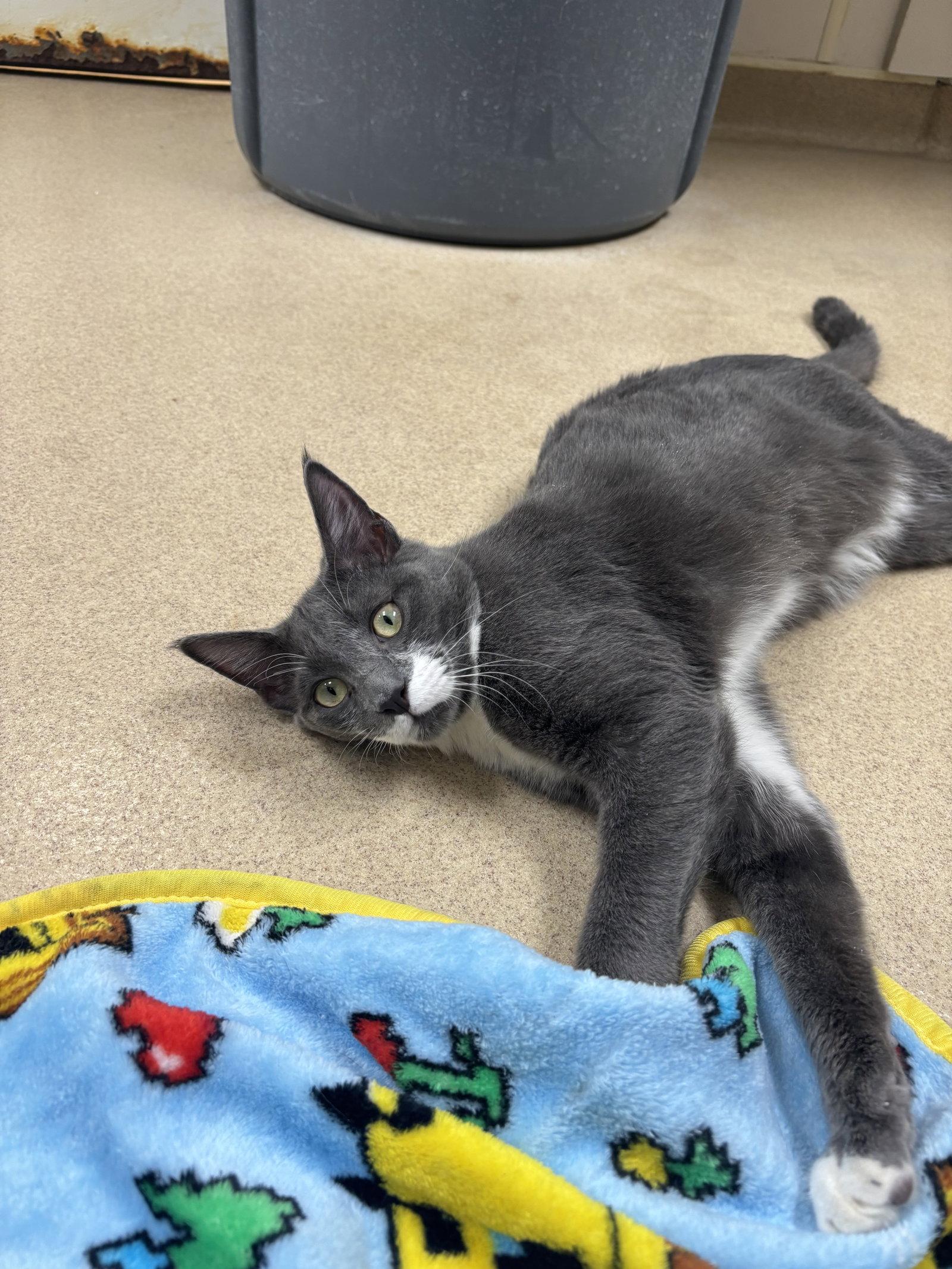 Enlarge Herbie, a Adoptable Domestic Short Hair in Brick, NJ image 2/2