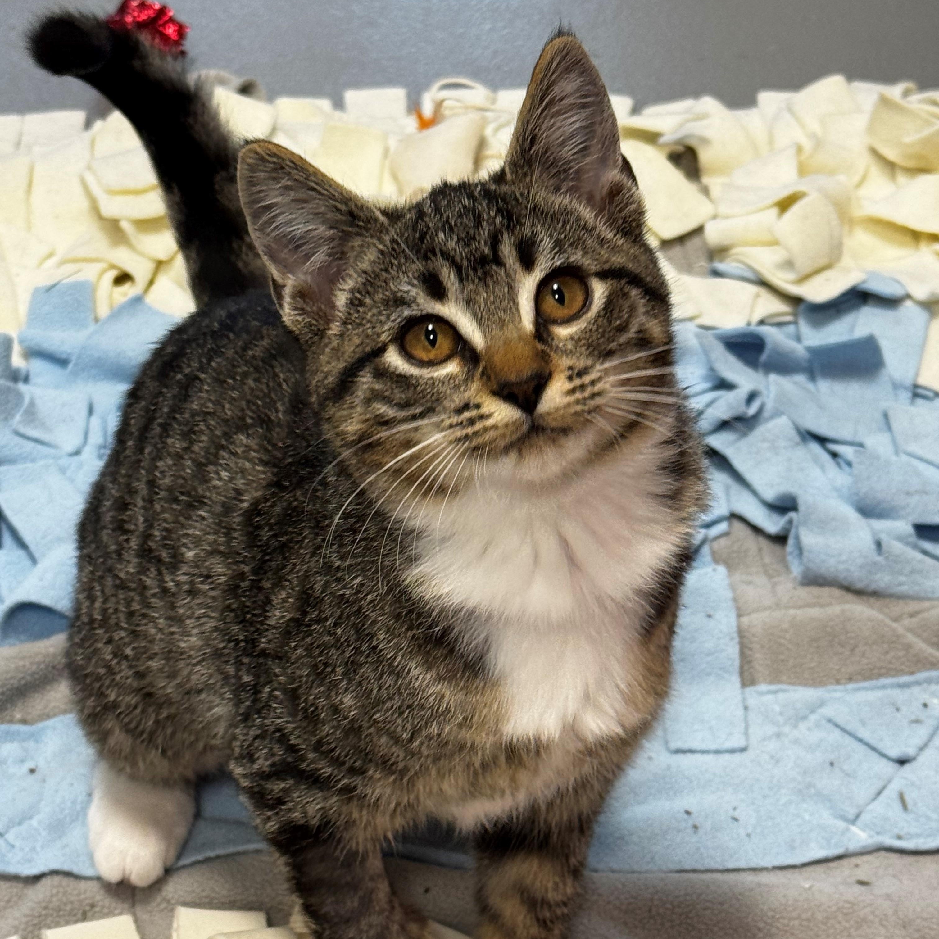 Ida, Adopted, Kitten Female Domestic Short Hair.