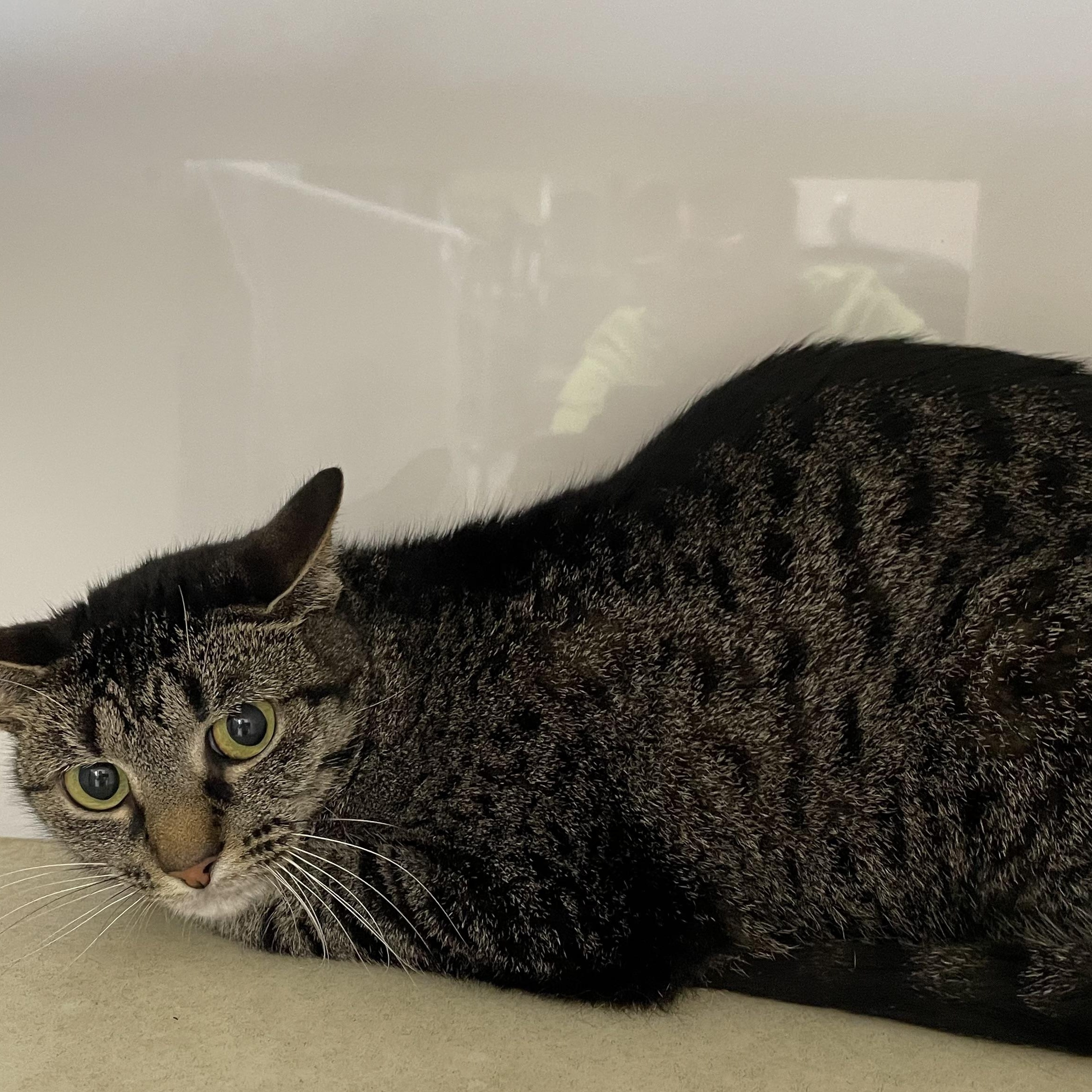 Taliah, a Adoptable mixed breed in Heber Springs, AR image 4/4