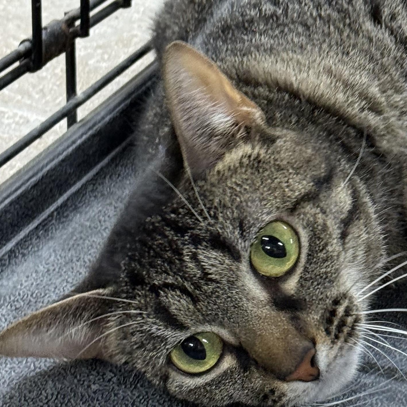 Taliah, Adoptable, Adult Female Domestic Short Hair.