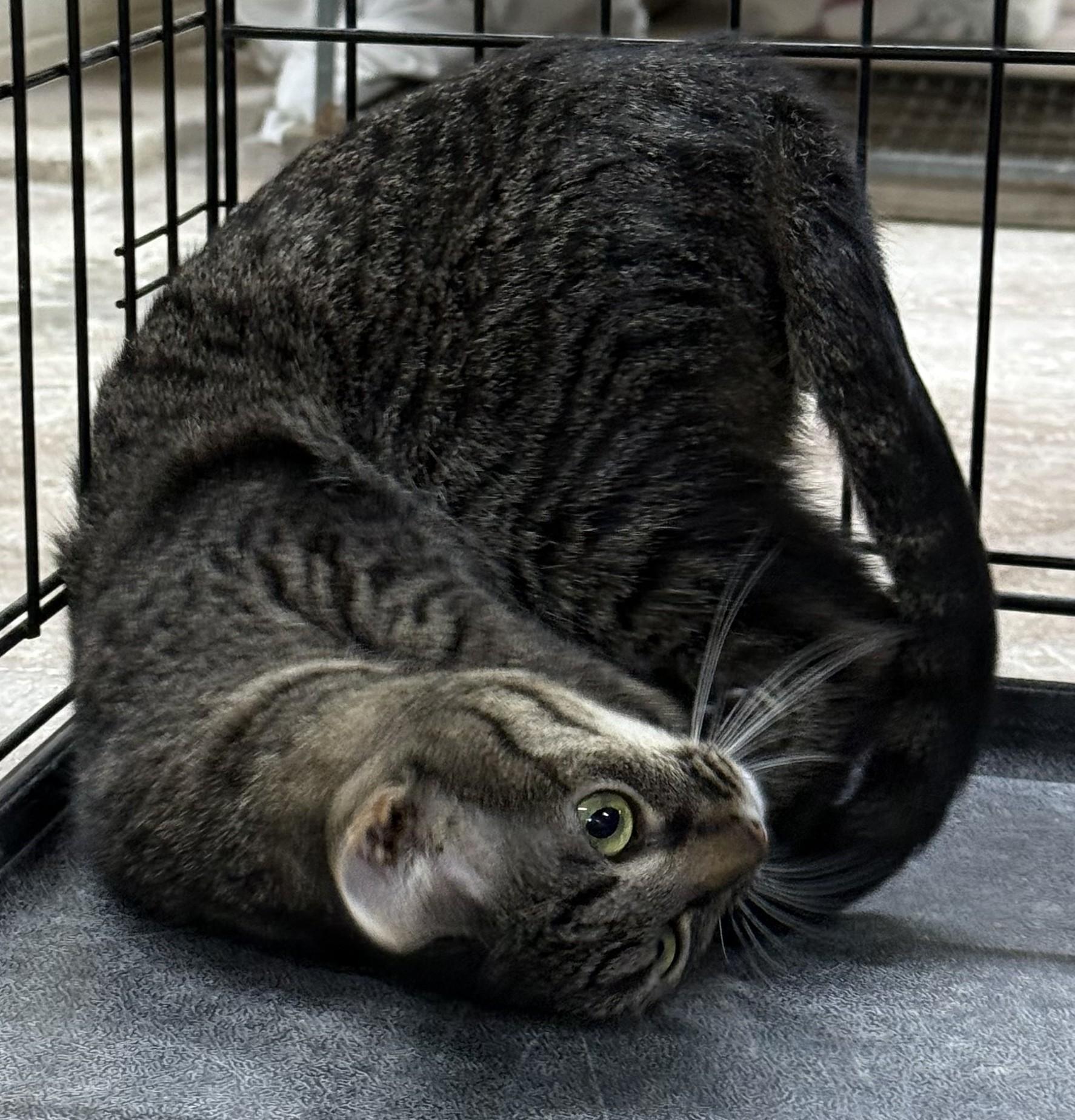 Taliah, a Adoptable mixed breed in Heber Springs, AR image 3/4