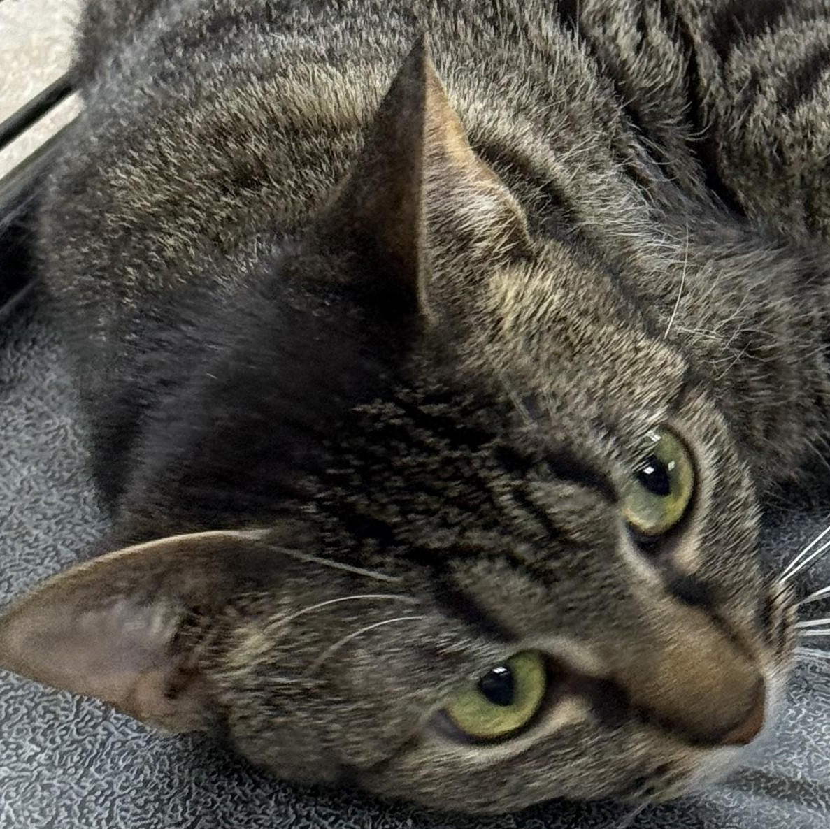 Taliah, a Adoptable mixed breed in Heber Springs, AR image 2/4