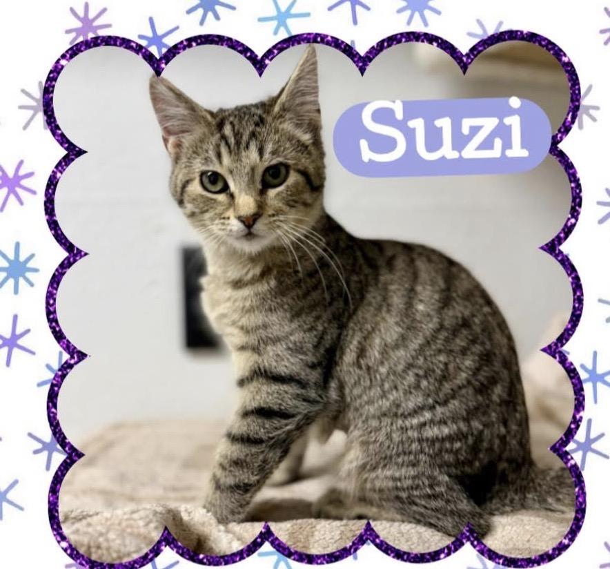 Suzi, Adoptable, Young Female Domestic Short Hair.