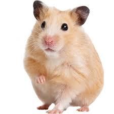 Emma - TEST PET – NOT ADOPTABLE – DO NOT INQUIRE, ADOPTABLE, Young Male Chinchilla.