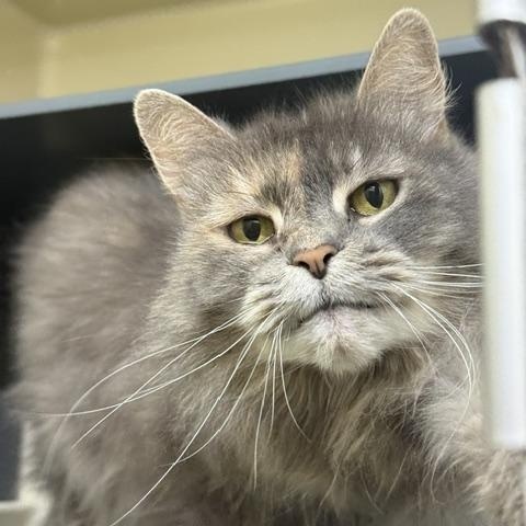 Sheba, ADOPTABLE, Senior Female Domestic Long Hair.