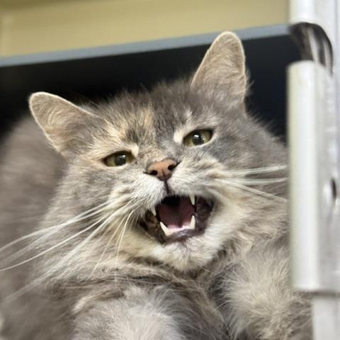 Enlarge Sheba, a ADOPTABLE Domestic Long Hair in Saranac Lake, NY image 2/2