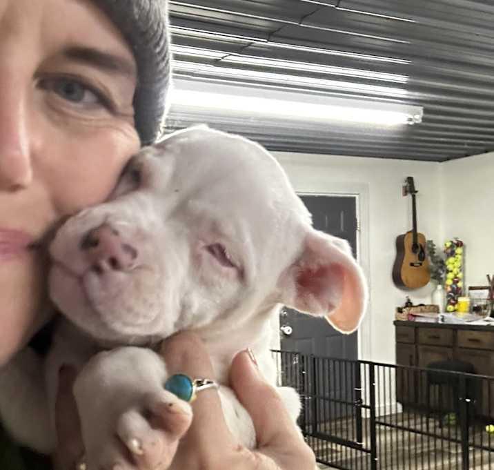 Amora, Adoptable, Puppy Female American Bulldog.