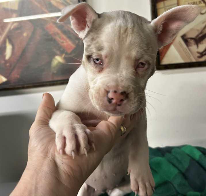 Enlarge Amora, a Adoptable American Bulldog in Brownstown, IN image 2/2
